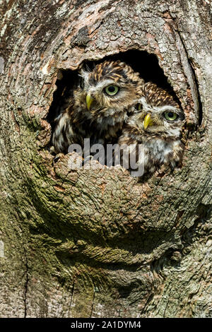 Owls in a tree trunk. Two Little Owls peering out of a hollow in a tree.  Little Owl is the name of the species and not the size of the owl. Portrait Stock Photo