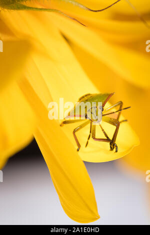 Nezara viridula bug or southern green stink bug on a sunflower. An extreme closeup of a stink bug. Stock Photo