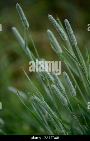 Closeup of timothy grass (binomial name: Phleum pratense), is a typical species of the genus Timothy (Phleum) the family of Grasses. Stock Photo