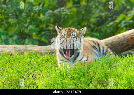 Amur/Siberian Tiger Cub (Panthera Tigris Altaica) lying in front of a fallen Tree with mouth open Yawning Stock Photo