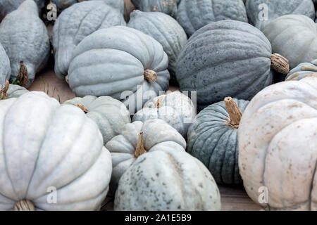Lots of grey and blue Bleu de Hongrie Pumpkins, nice Squash to fry and roast Stock Photo