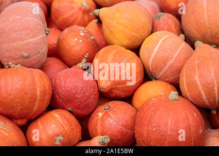 Organic red kuri squash, lots of orange cucurbita maxima background Stock Photo