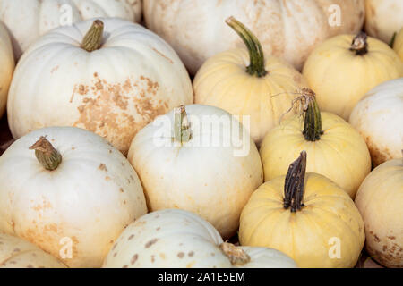 Lots of big flat white boer pumpkins, cucurbita maxima background Stock Photo