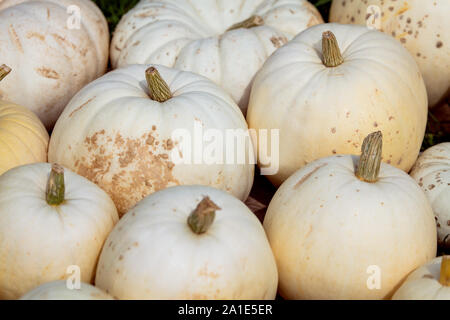 Cucurbita Maxima Halloween pumpkins, Flat white squash background Stock Photo