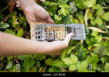woman discage a mouse in a live capture mousetrap to the garden, animal welfare Stock Photo