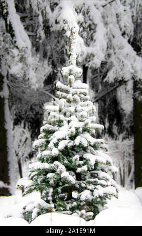 A small green Christmas tree covered with white fluffy snow grows on a forest edge against a dark winter forest Stock Photo