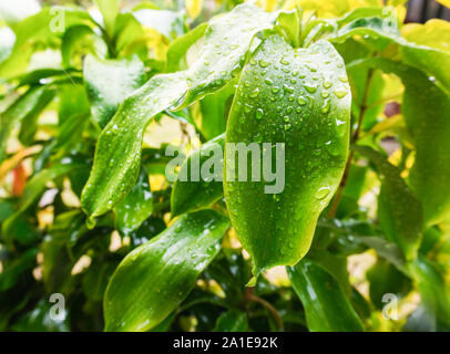 Bright green image of raindrops on a tropical leaf after a storm Stock Photo