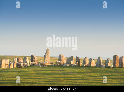 Sheep at the ancient Ale's Stones ship setting from the Iron Age, Kaseberga near Ystad, Skane, Sweden. Scandinavia Stock Photo