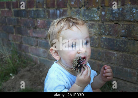 A young caucasian toddler (age 11 months) with large blue eyes puts a fircone in his mouth and chews it as he plays in the garden Stock Photo