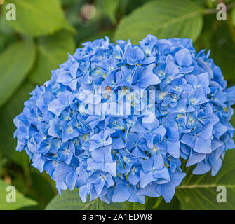 Beautiful blue hydrangea shrub blooming in the summer Stock Photo