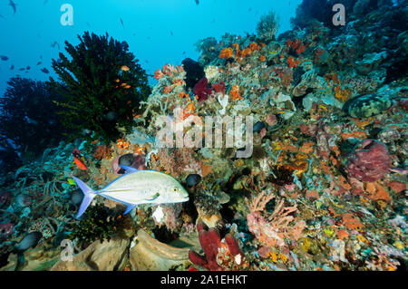 Colorful reef scenic with bluefin trevally, Caranx melampygus, Bangka Island Sulawesi Indonesia Stock Photo