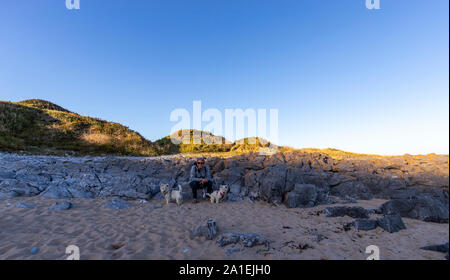 An adult female exercises her West Highland White Terriers on a lead at Port Eynon, Gower, AONB, Swansea, Wales, Gower Peninsula, Stock Photo