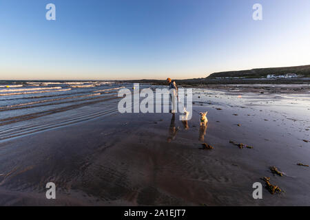 An adult female exercises her West Highland White Terriers on a lead at Port Eynon, Gower, AONB, Swansea, Wales, Gower Peninsula, Stock Photo