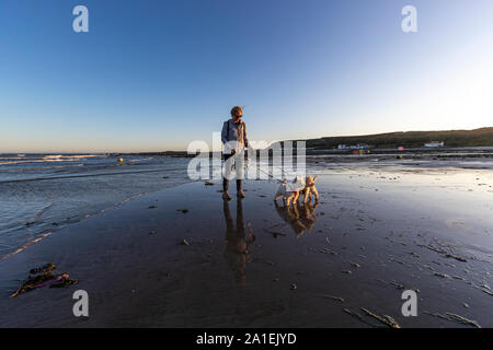 An adult female exercises her West Highland White Terriers on a lead at Port Eynon, Gower, AONB, Swansea, Wales, Gower Peninsula, Stock Photo
