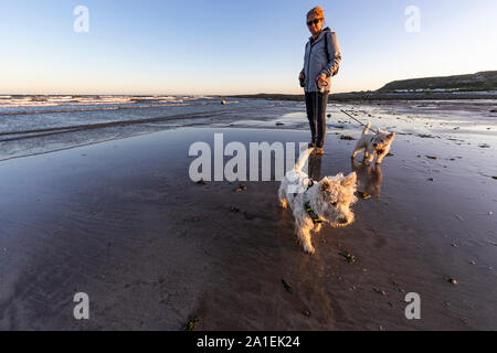 An adult female exercises her West Highland White Terriers on a lead at Port Eynon, Gower, AONB, Swansea, Wales, Gower Peninsula, Stock Photo