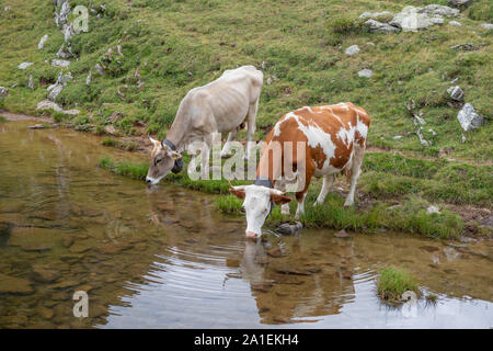cow in mountain pasture drinking from the pond Stock Photo