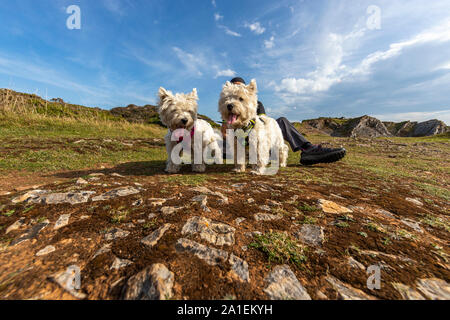 An adult female exercises her West Highland White Terriers on a lead at Port Eynon, Gower, AONB, Swansea, Wales, Gower Peninsula, Stock Photo
