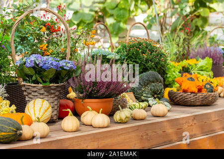 Ripe pumpkins of different varieties, flowering hydrangea, heather, chrysanthemum in clay pots on a wooden counter. Autumn harvest festival Fremer, fl Stock Photo
