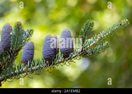 Blue alpine fir cones (Abies lasiocarpa) with frost, Jasper National ...