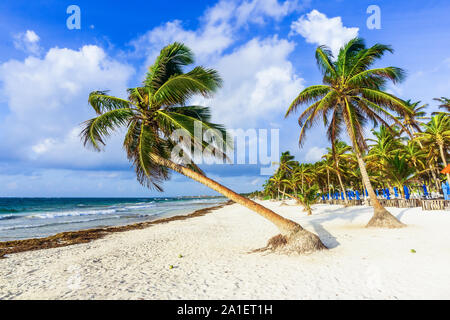 Tulum, Mexico.   Leaning palm tree on the beach. Caribbean Sea. Stock Photo