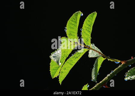 Dew drops on rose hip leaves Stock Photo