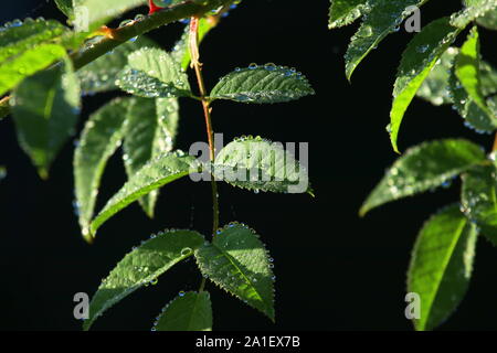 Dew drops on rose hip leaves Stock Photo