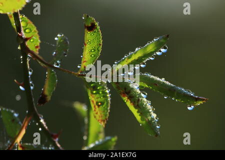 Dew drops on rose hip leaves Stock Photo