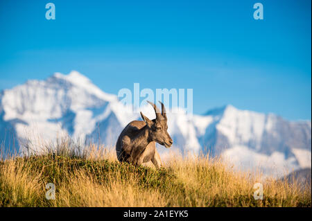 Steinbock vor dem Gipfel von der Jungfrau Stock Photo