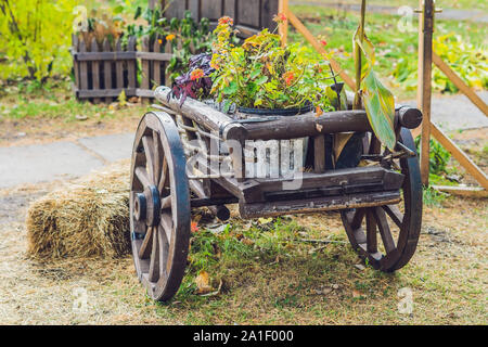 A trolley with geraniums in the autumn in the garden. Stock Photo