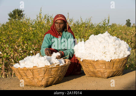 INDIA, Madhya Pradesh, Nimad region, Khargone , tribal farmer of cooperative Shiv Krishi Utthan Sanstha harvest fair trade organic cotton , woman carry the yield in basket to their village Stock Photo