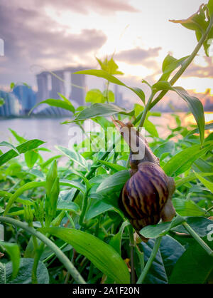 Snail climbing on plant in the evening beside the river opposite landmark building of Singapore at sunset. Slow life concept. Slow travel in Singapore Stock Photo