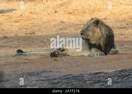 Majestic Asiatic Lion In Gir national park, Gujarat India Stock Photo