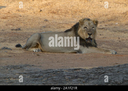 Majestic Asiatic Lion In Gir national park, Gujarat India Stock Photo