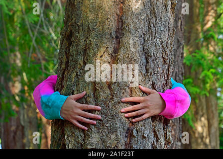 A person in colorful clothing with her arms wraped around the trunk of a large tree growing wild on Vancouver Island British Columbia Canada. Stock Photo