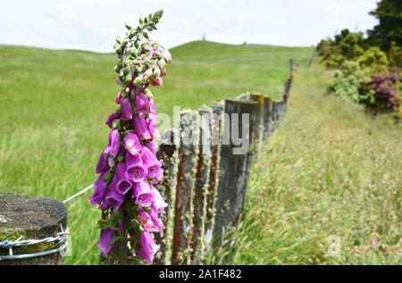 Purple Bell Flowers with a fence and green grass in the background. Shot in the south of New Zealand, near Mount Cook. Includes copy space. Stock Photo