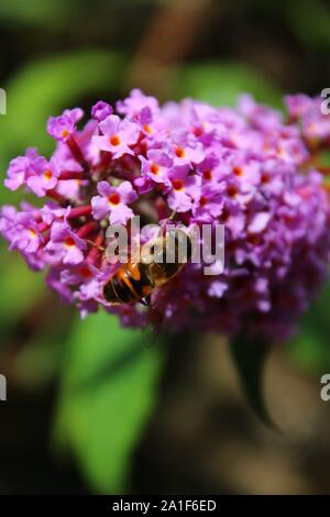 Butterfly Bush - Buddleja Davidii - Summer Lilac - Sheffield Five Weirs Walk - Canalside Stock Photo