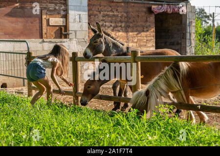 Cute little girl feeds donkeys in a farm Stock Photo