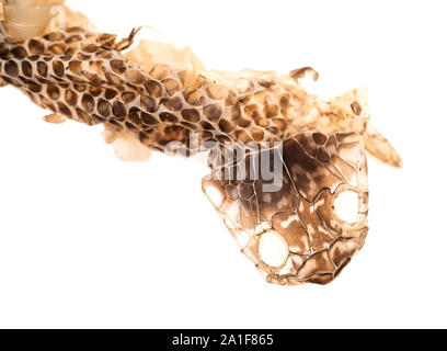 Shed snakeskin detail. Where the head and eyes were. Rather monstrous. Isolated on white background. Stock Photo