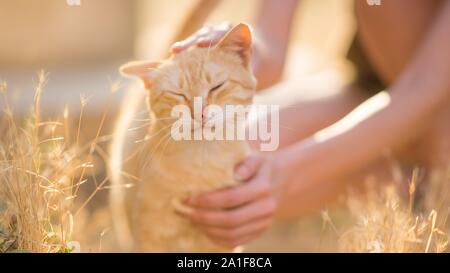 female hand stroking a cat on the head in a summer sunny garden Stock Photo