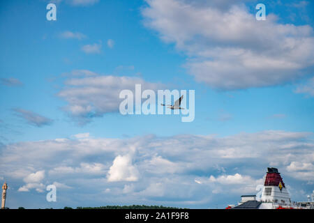 Seagull flying over Cruise ship in Stockholm Stock Photo