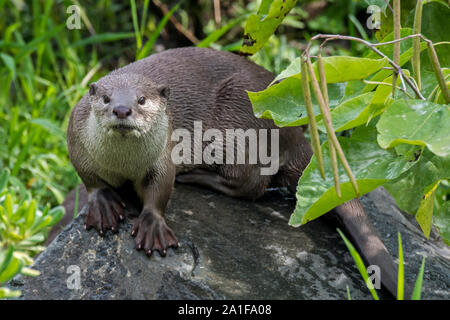 Smooth-coated otter (Lutrogale perspicillata / Lutra perspicillata) on river bank, native to the Indian subcontinent and Southeast Asia