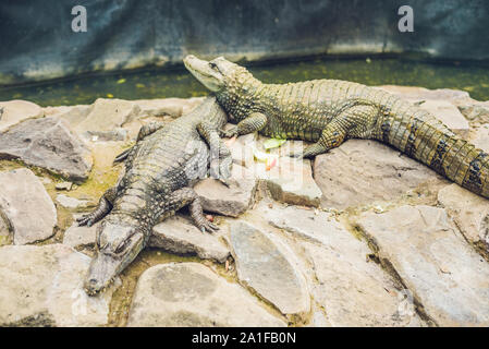 Two crocodiles lies by the river at the zoo. Stock Photo