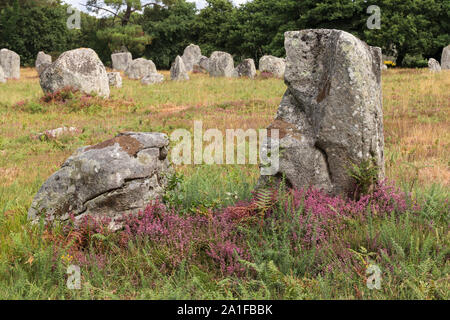 Menhirs of the Alignements of Kerlescan, rows of standing stones, the largest megalithic site in the world, Carnac, Brittany, France Stock Photo