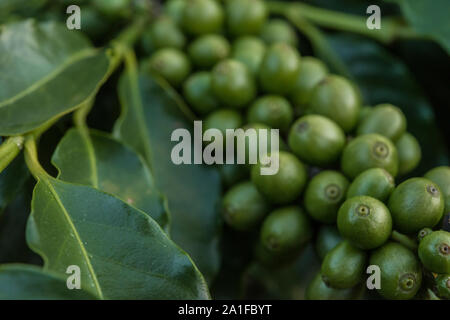 Tree with green beans of the best coffee produced in Brazil Stock Photo