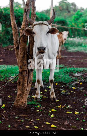 IsolatedWhite cow with horns tied to tree full body Stock Photo