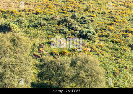 A group of red deer stags grazing in the evening sunshine on the lower slopes of Dunkery Beacon, the highest point on Exmoor, Somerset UK Stock Photo