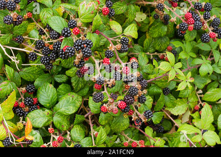 Rubus fruticosus, wild blackberries ripening in a hedgerow in september, Dorset, UK Stock Photo