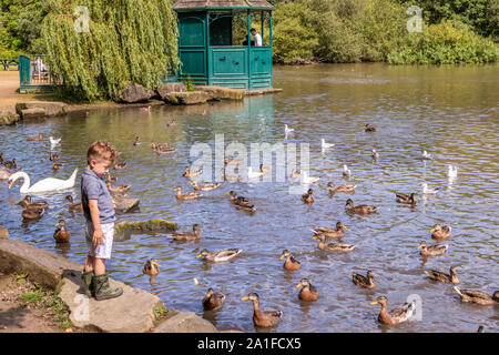 A small boy feeding the ducks on the lake at Golden Acre Park, Leeds, West Yorkshire UK Stock Photo