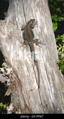 colorful lizard sunbathing on a tree trunk Stock Photo