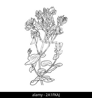 Hypericum perforatum, St. john's worth. Herbal hand drawn engraving illustration, minimalism style. silhouette Stock Vector